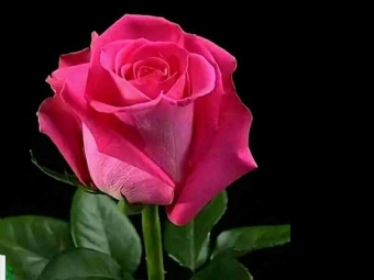 Educação, a palavra Chave! Isso não é o Amor Divino em Ação...