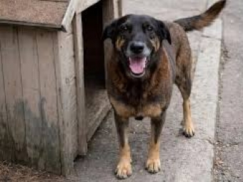 POR QUEM OS SINOS DOBRAM? (John Donne)