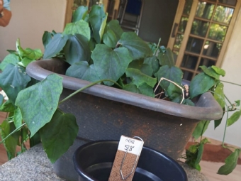 Levantamento confirma risco elevado de proliferação do Aedes aegypti