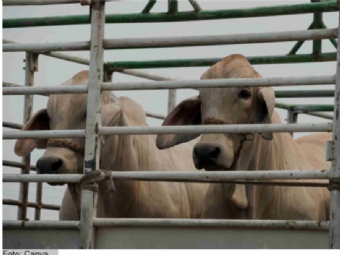 Justiça acolhe pedido do MPF e determina que Adapar publique dados sobre transporte de animais no Paraná